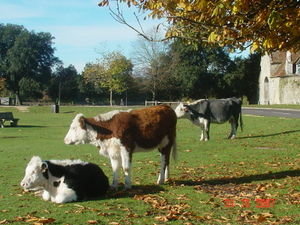 Cows in Beaulieu