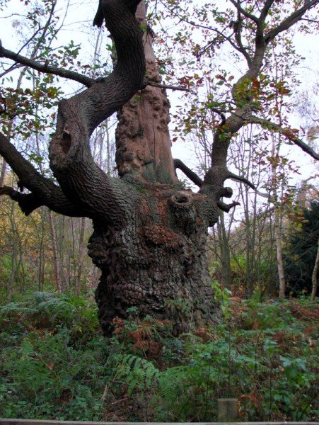 A very old oak tree