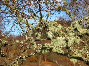 Attractive growth on trees in The Trossachs