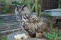 Eagle Owl in a pensive moment