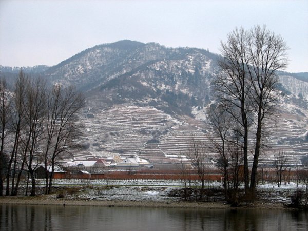 Vineyards in Wachau Valley