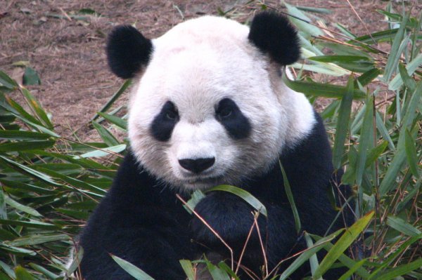 Young adult panda