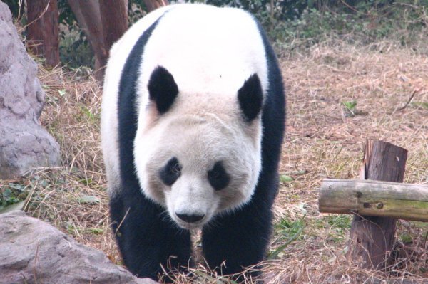 Adult panda