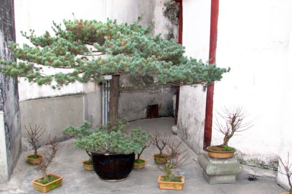 Bonsai at Yuyuan Gardens