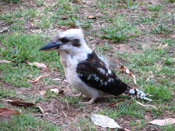 The kookaburras came in for our scraps.