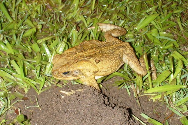 The dreaded cane toad