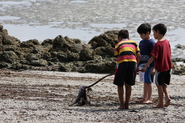 Kids investigating a jellyfish on the beach.