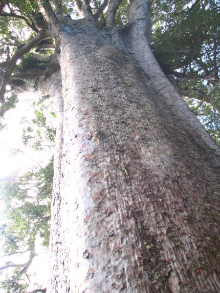 The 5th biggest Kauri tree