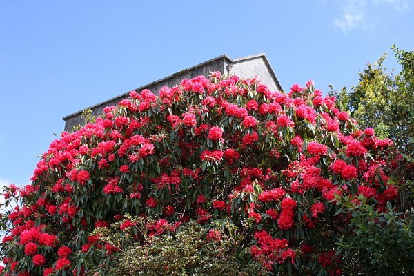 Brilliant Rhododendron