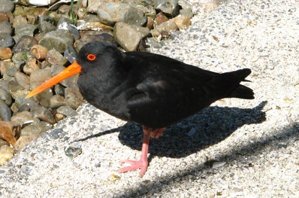 The Oyster catcher