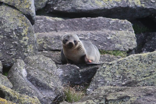 Cape Foulwind seal