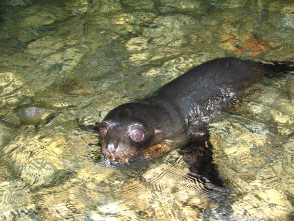 Baby seal in the pool at the waterfall