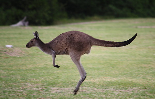 Kangaroo at the Kalgan Caravan Park