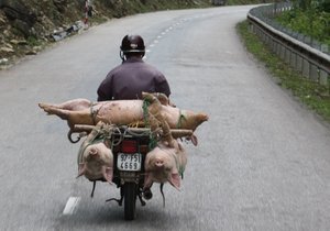 Pigs on the way to market