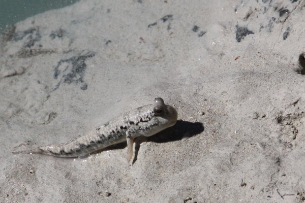 Friendly little mudskipper at Cape Keraudren
