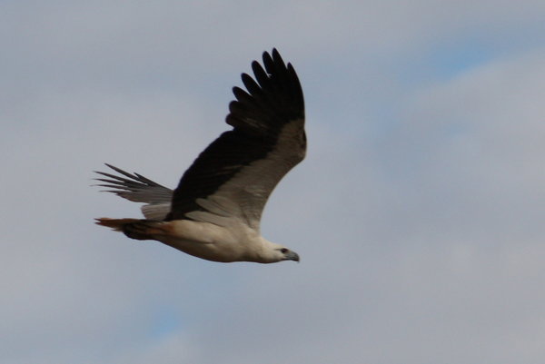 White bellied sea eagle seen at the De Grey River