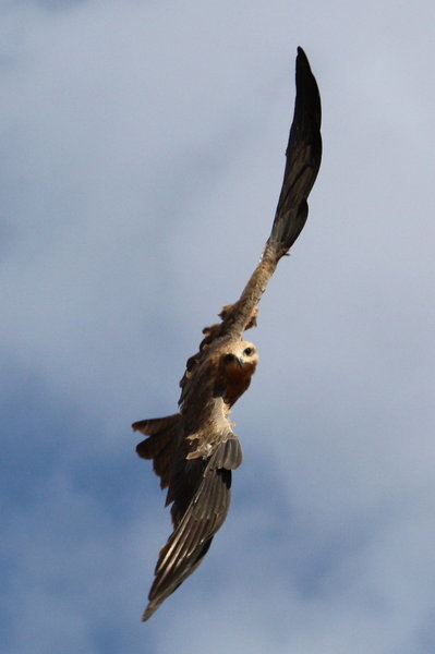 Kite circling for bread in Windjana camping area