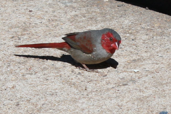 Crimson Finch in Kununurra