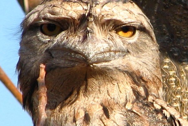 Tawney Frogmouth checking us out