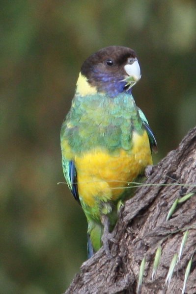 Ring Neck Parrot at Cold Seam