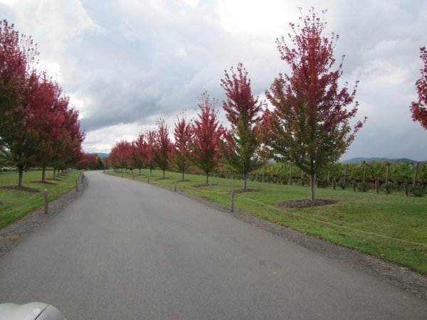 Trees are showing some autumn colour at the entrance to Yering Winery.