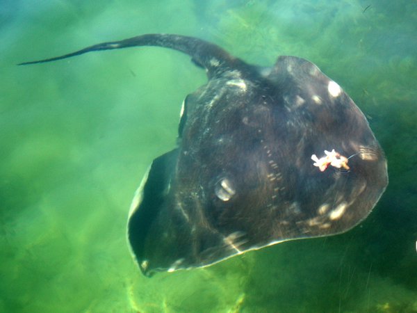Stingray after the bait at Queenscliff