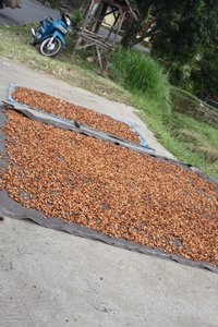 Local produce including cocoa is left in the streets to dry