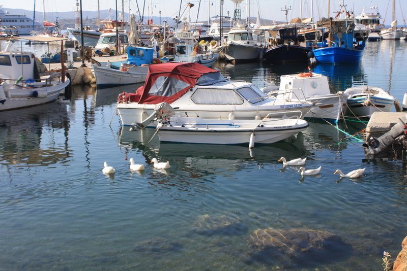 Geese swimming in the harbour at finikas.