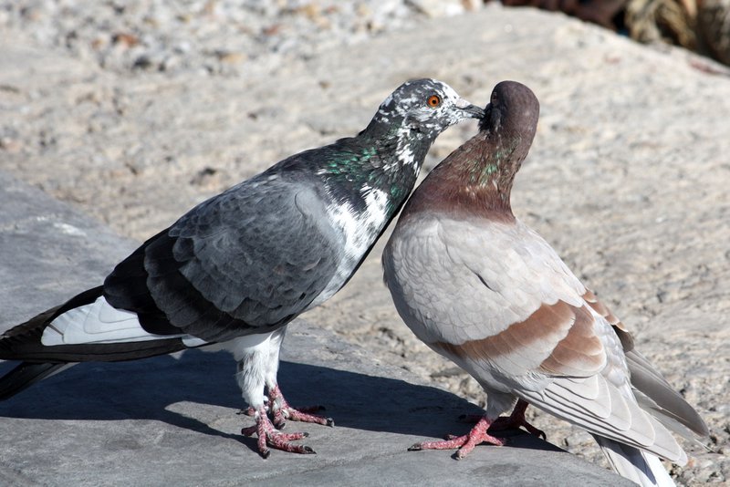 Pigeons at Ermoupoli 