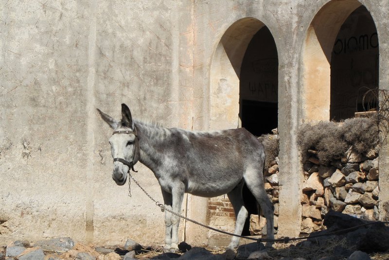 Donkey at ruins at Belfouti.