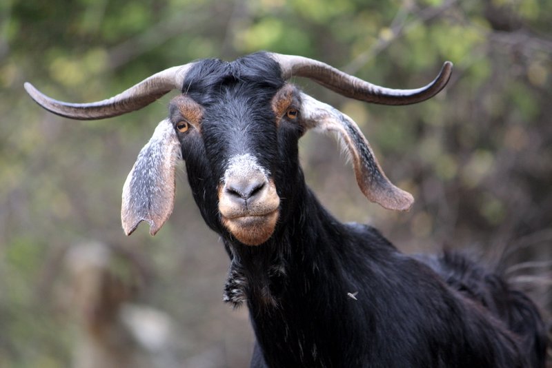 Goat at Kaunos