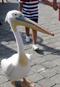 This pelican was very friendly at Fethiye.