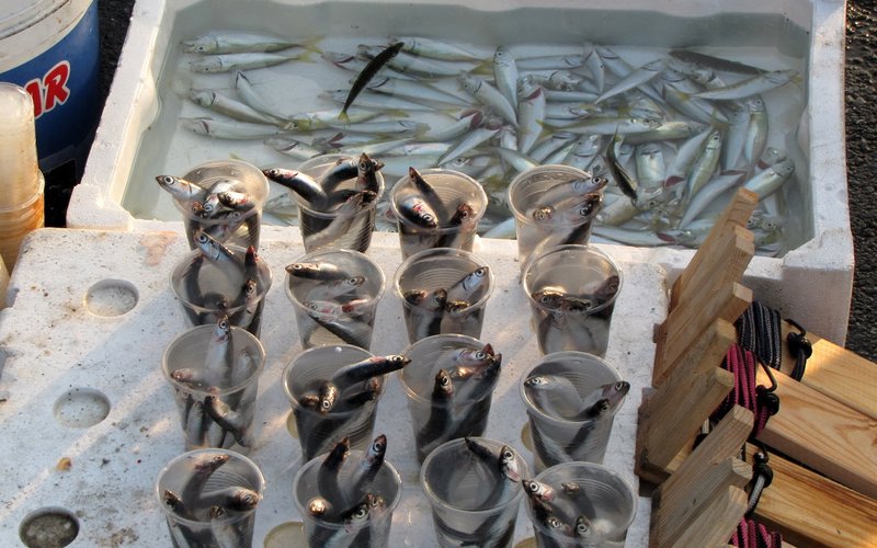 Fish caught from the Galata Bridge
