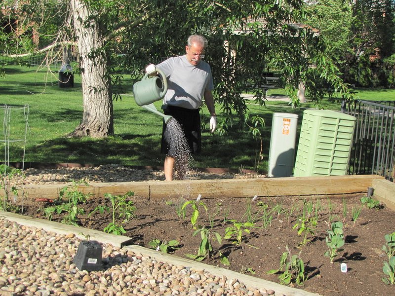 Ed tending his vegetable garden