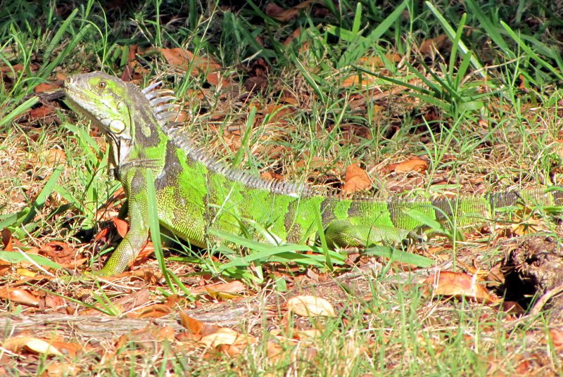 Lots of iguanas on the golf course