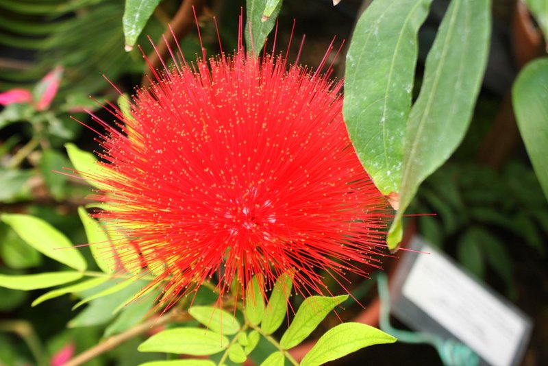 Red Powder Puff flower in the hothouse
