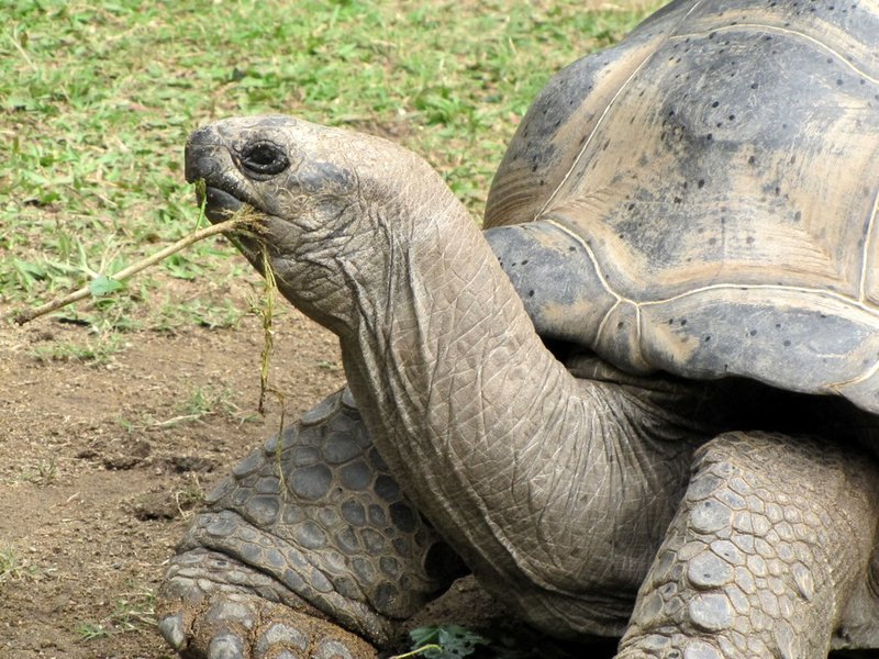 Huge Aldebran tortoise at Australia Zoo