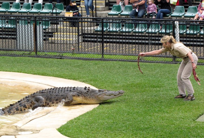 Croc Show at Australia Zoo
