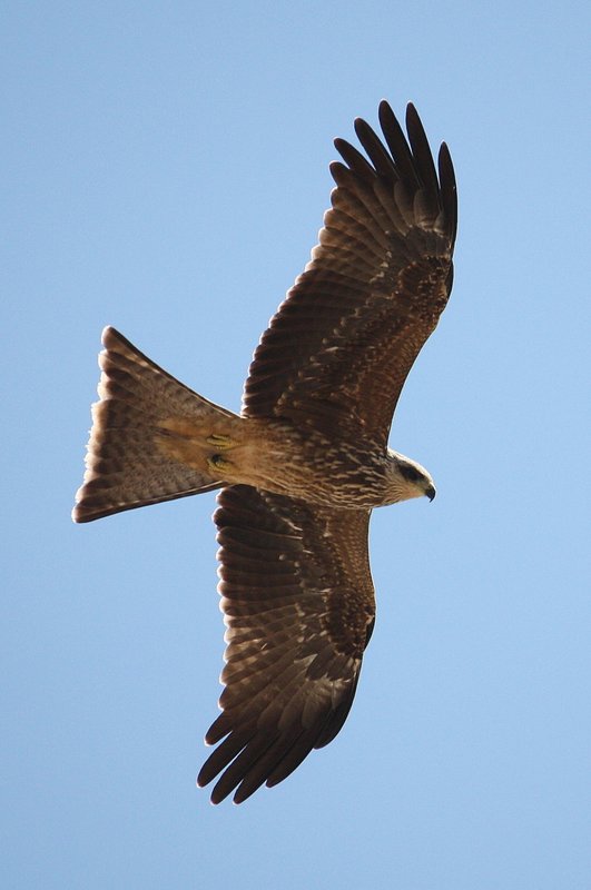 Kites are very common in the skies in Karumba