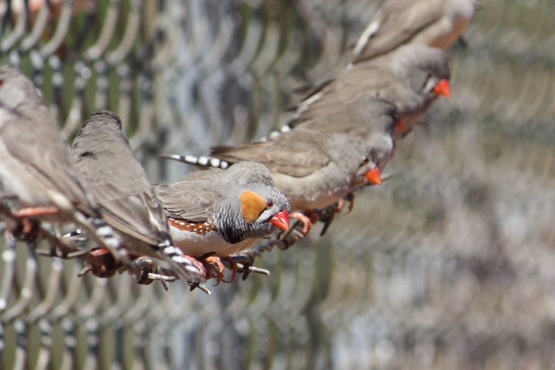 Zebra finches near water at a rest stop
