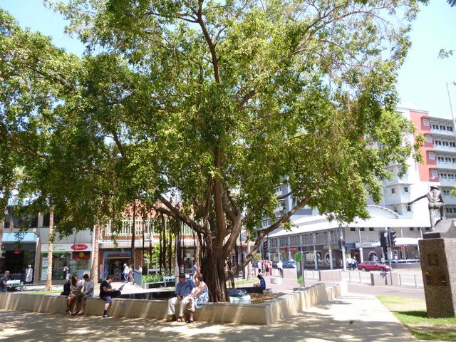 Lots of beautiful old trees in Darwin city
