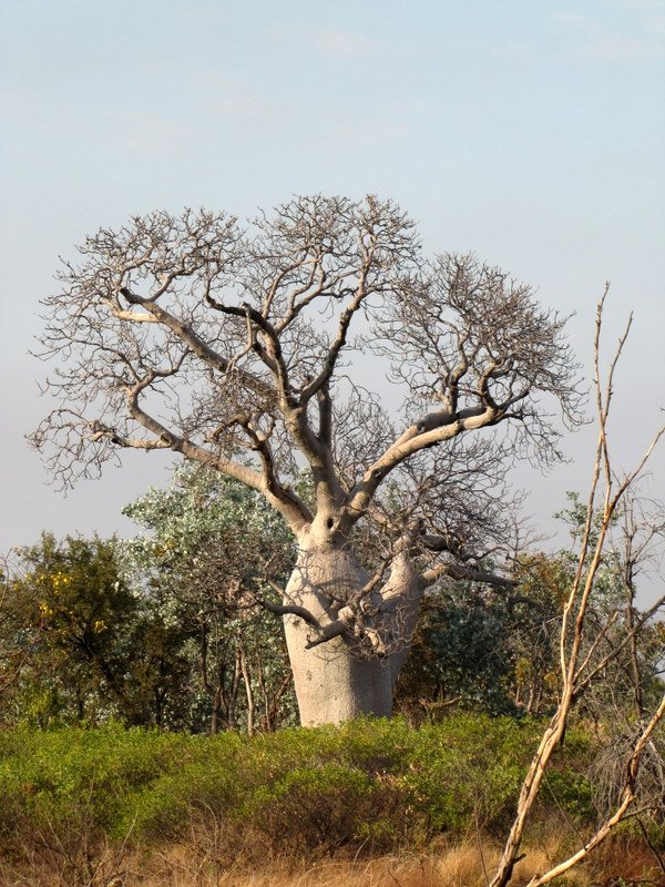 Boab trees on the way to Kununurra
