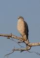 Spotted this bird - perhaps a grey falcon?
