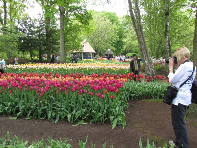 Photographing the tulips and other flowers.