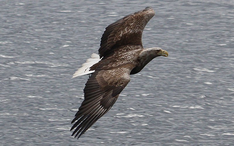 Sea Eagle flying past