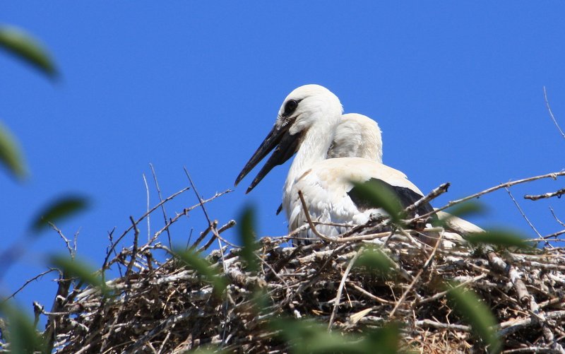 Baby storks in their nest