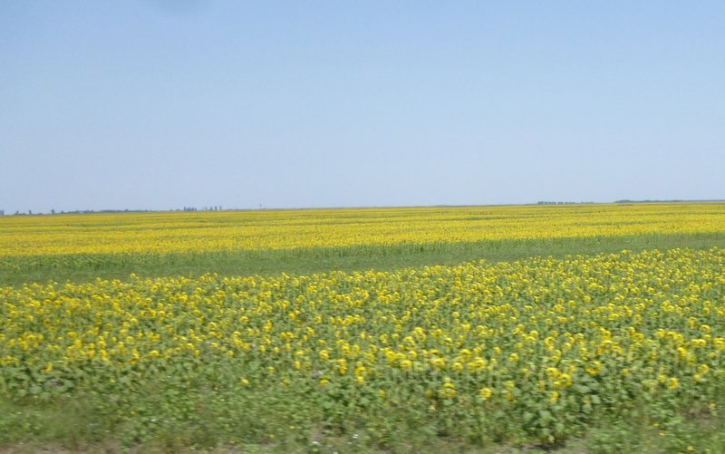 Fields of sunflowers