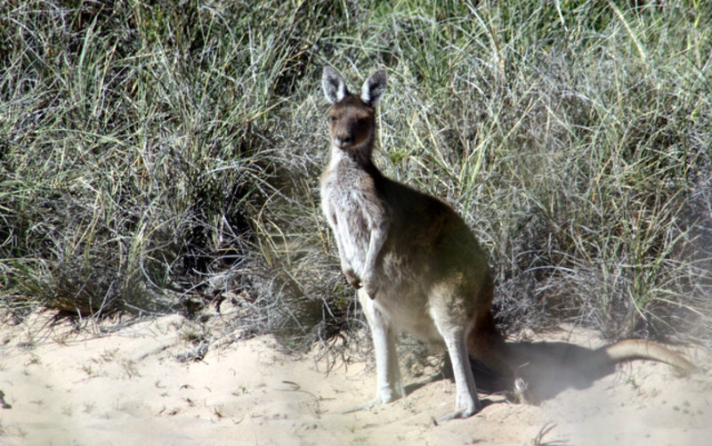Kangaroo watching us.