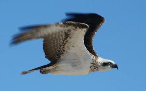 Osprey that didn't like it when we got too close.