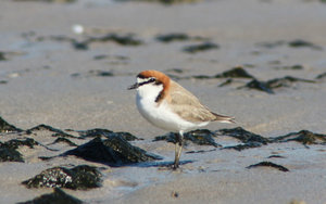 Red-capped plover on the shore.